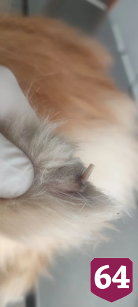Саратовские ветеринары помогли хромому шпицу Тедди
